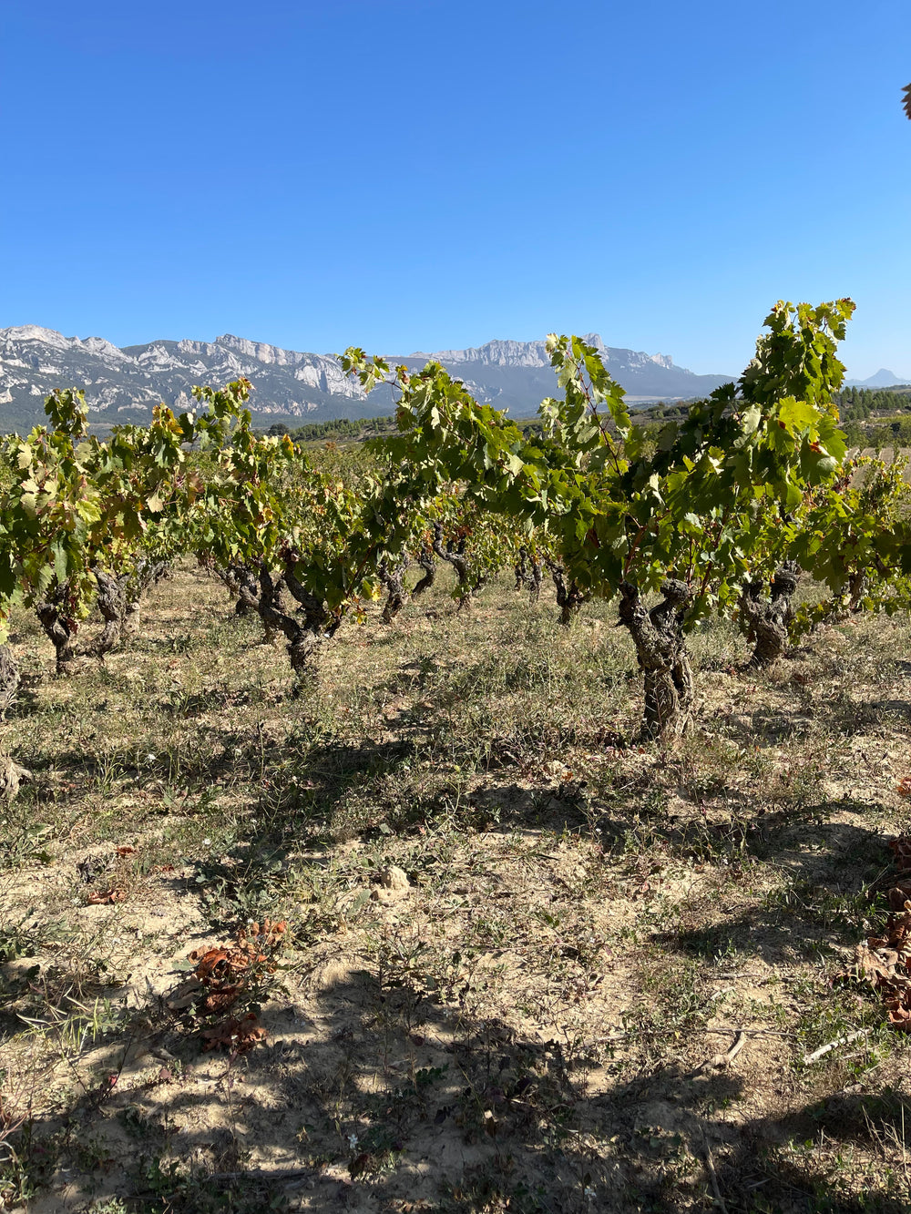 Ostatu Gran Reserva blanco 2019